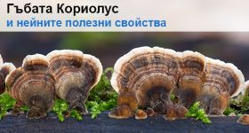 Кориолус (Coriolus versicolor) – полезни свойства