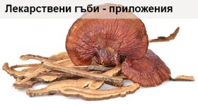 Лекарствените гъби и техните приложения