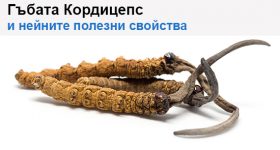 Шест полезни свойства на гъбата Кордицепс