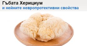 Невропротективни свойства на гъбата Херициум