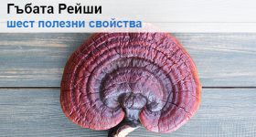 6 полезни свойства на гъбата Рейши