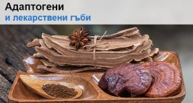 Адаптогени и лекарствени гъби