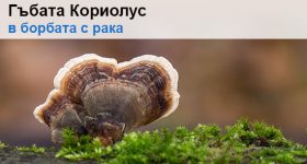 Гъбата Кориолус в борбата с рака