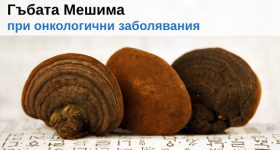 Лечебната гъба Мешима при онкологични заболявания